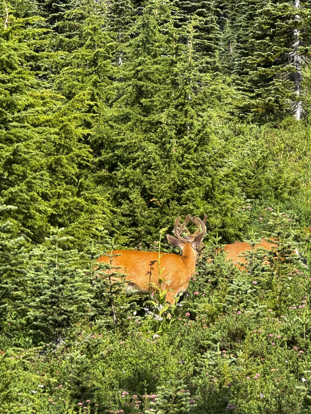 Rainier雷尼尔周末不排队