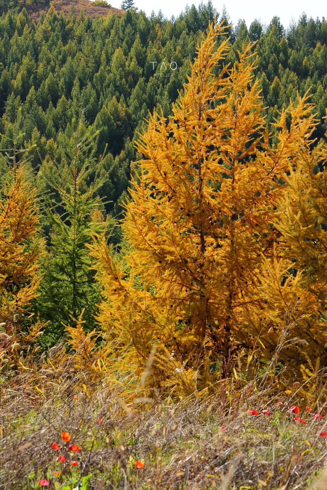 🍁崇礼六大赏秋秘境｜闯入金色童话世界