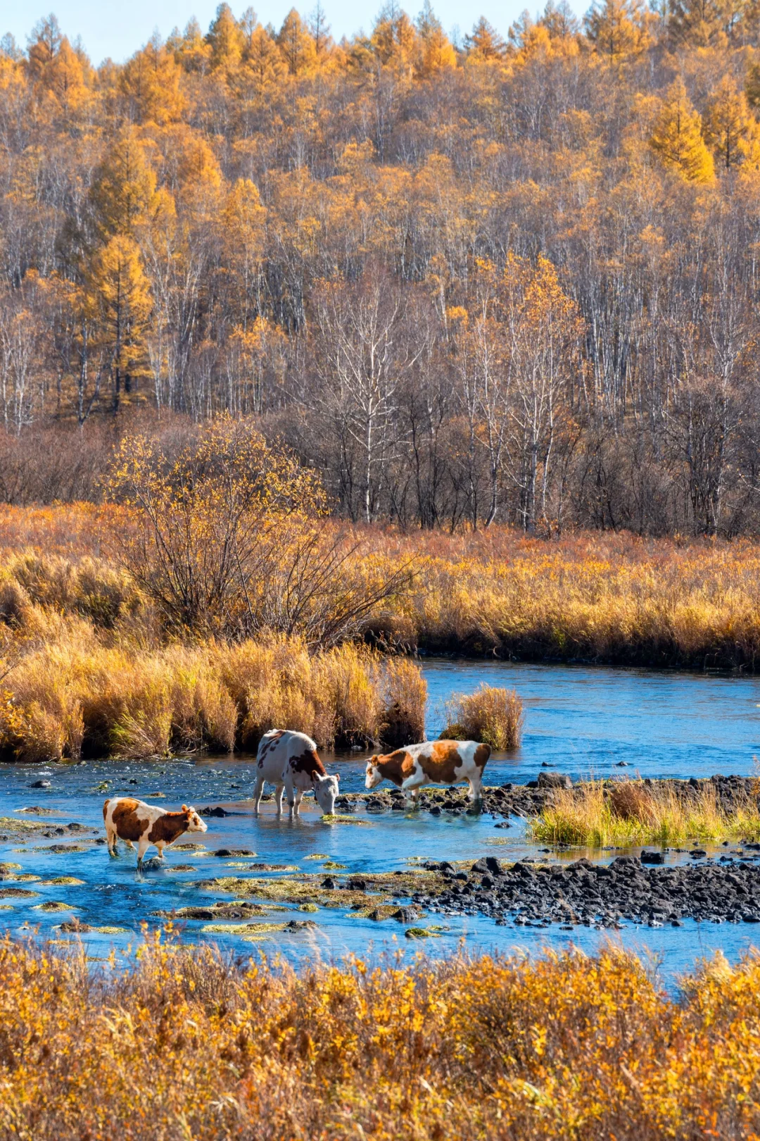 阿尔山，满足了我对大兴安岭秋天的所有幻想