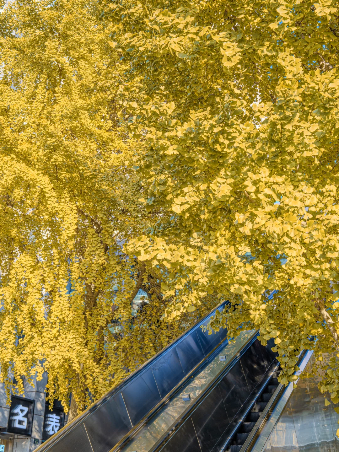 接下来，杭州堪称国内旅行的天花板‼️