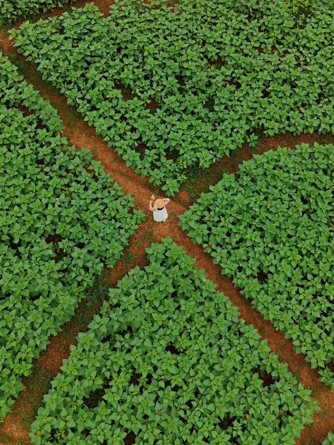 江浙沪。最具仙侠气息的古镇出现了