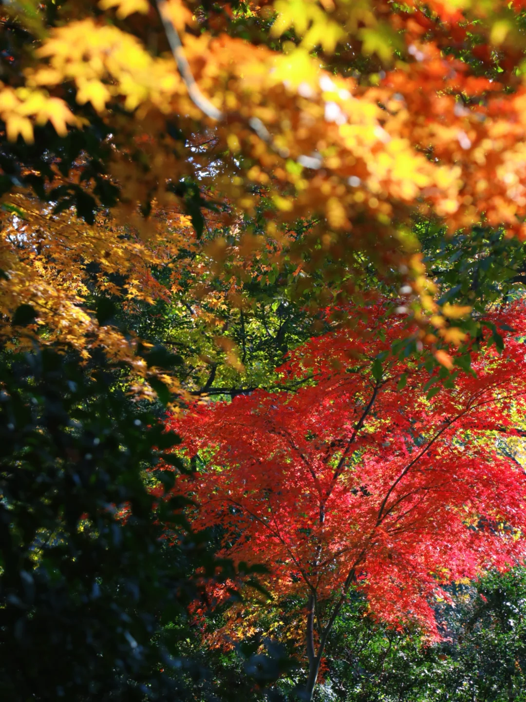 建议全文背诵！无锡最全秋日漫步地图大公开！