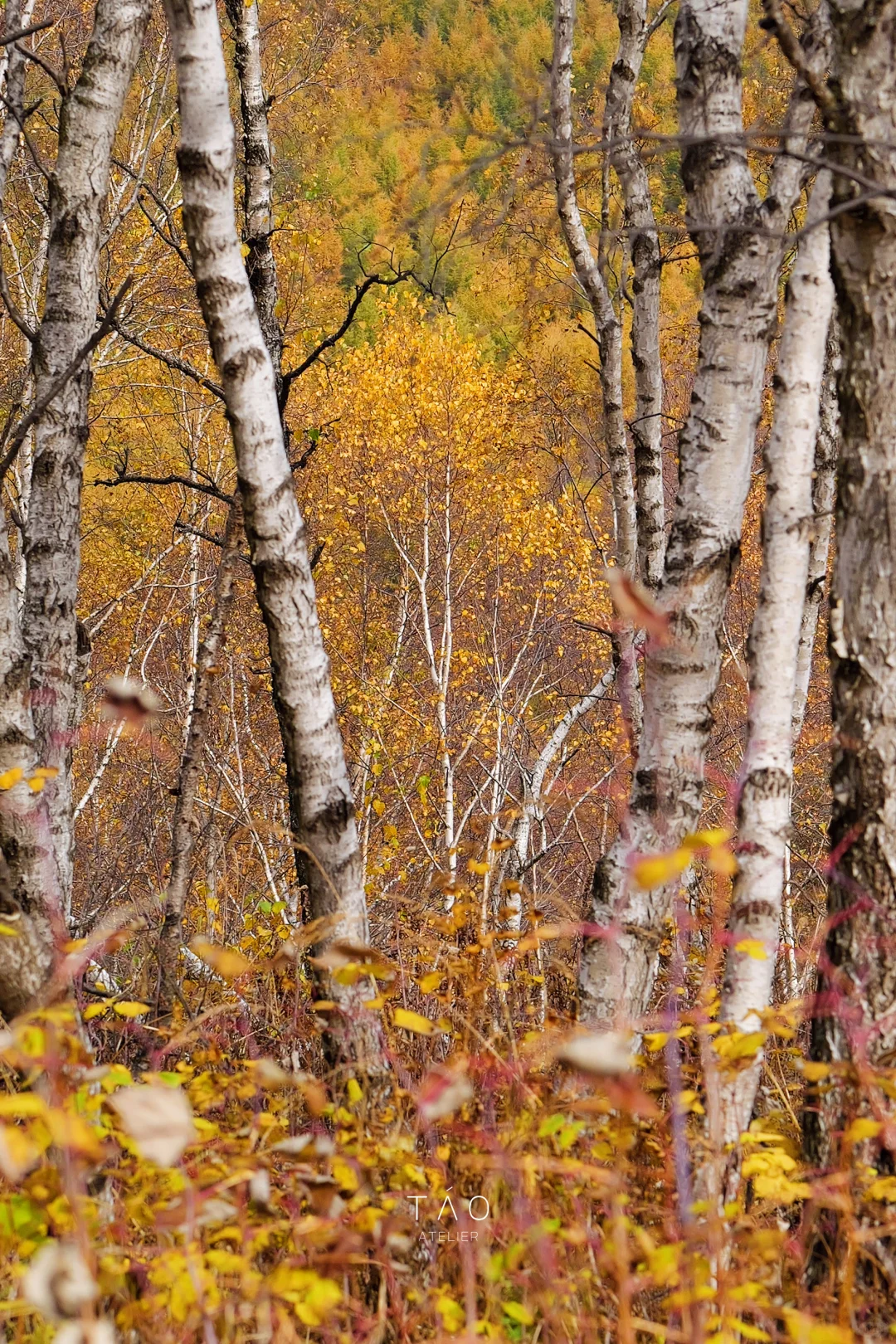 🍁崇礼六大赏秋秘境｜闯入金色童话世界