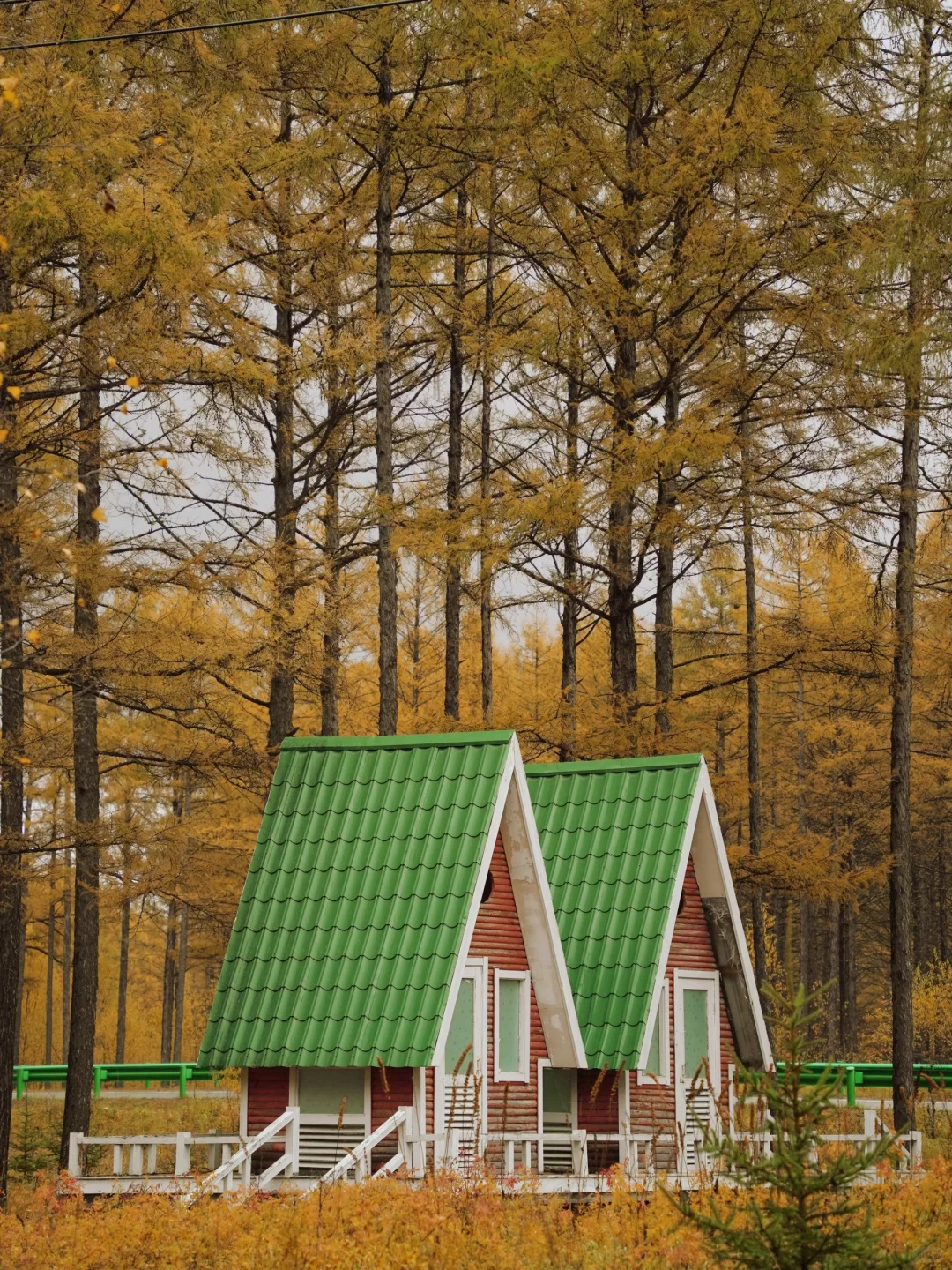 在呼伦贝尔见到了人生中最盛大的秋天🍂