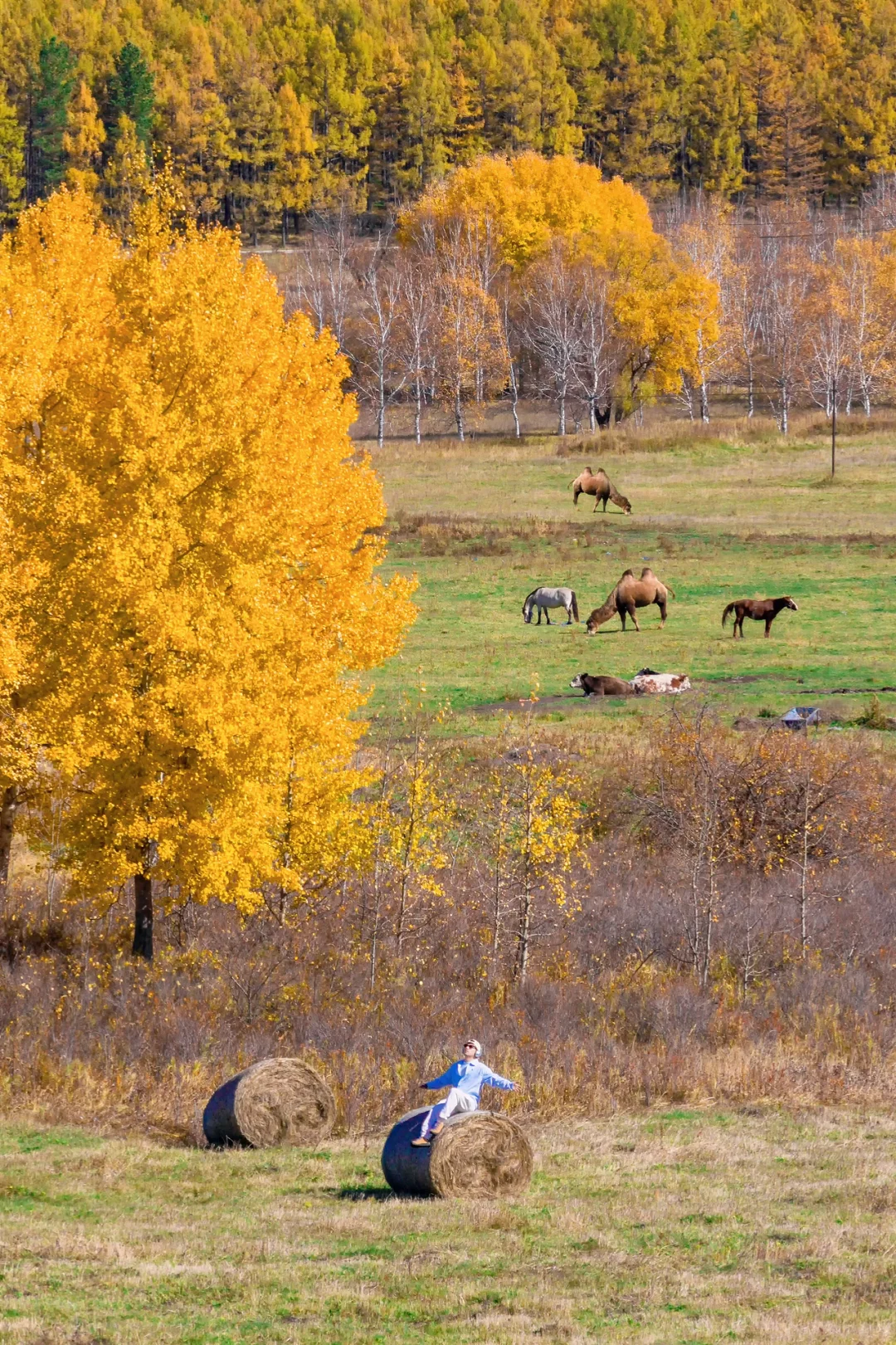 阿尔山，满足了我对大兴安岭秋天的所有幻想