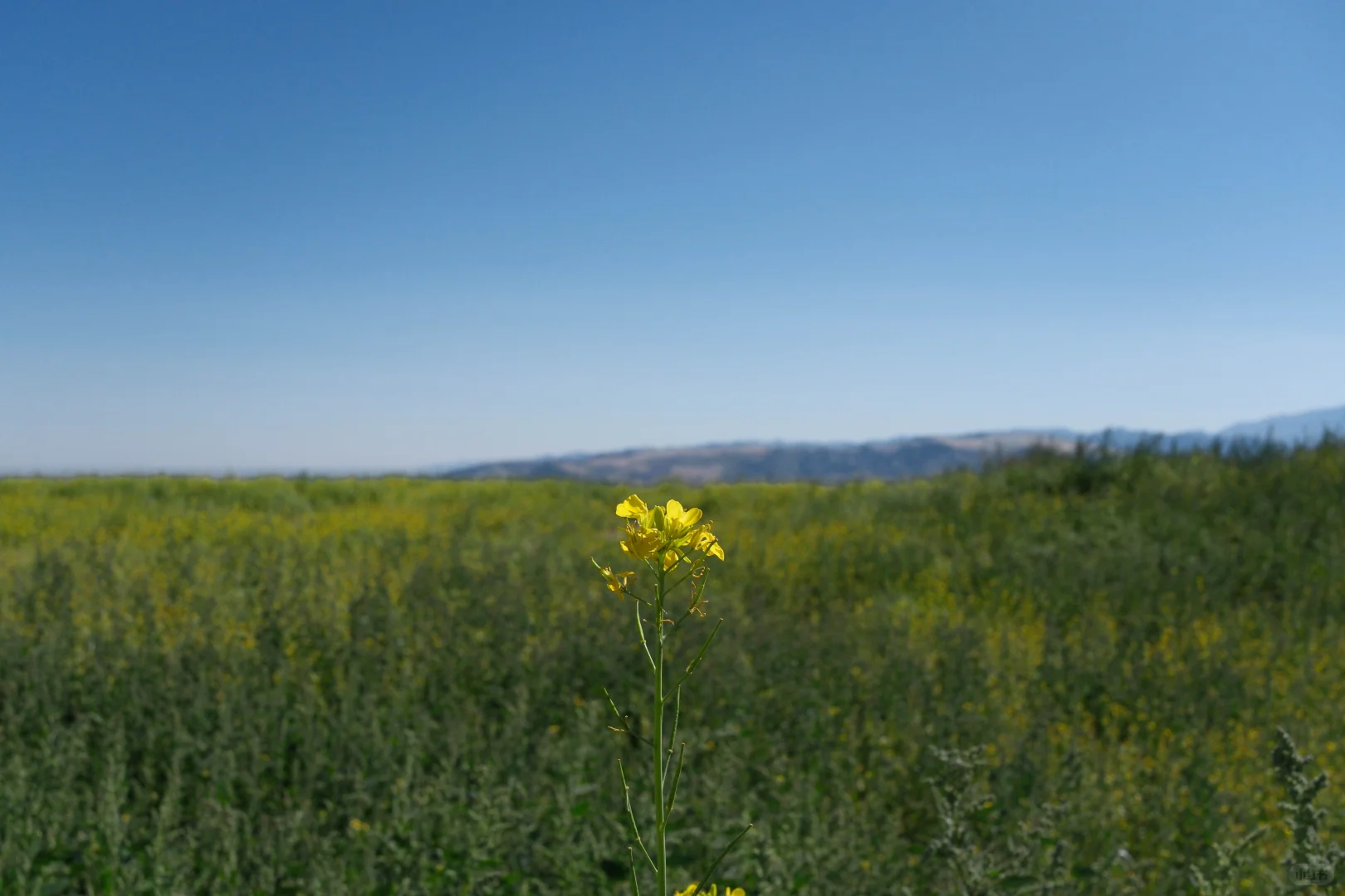 有草原的地方都好可爱呀！