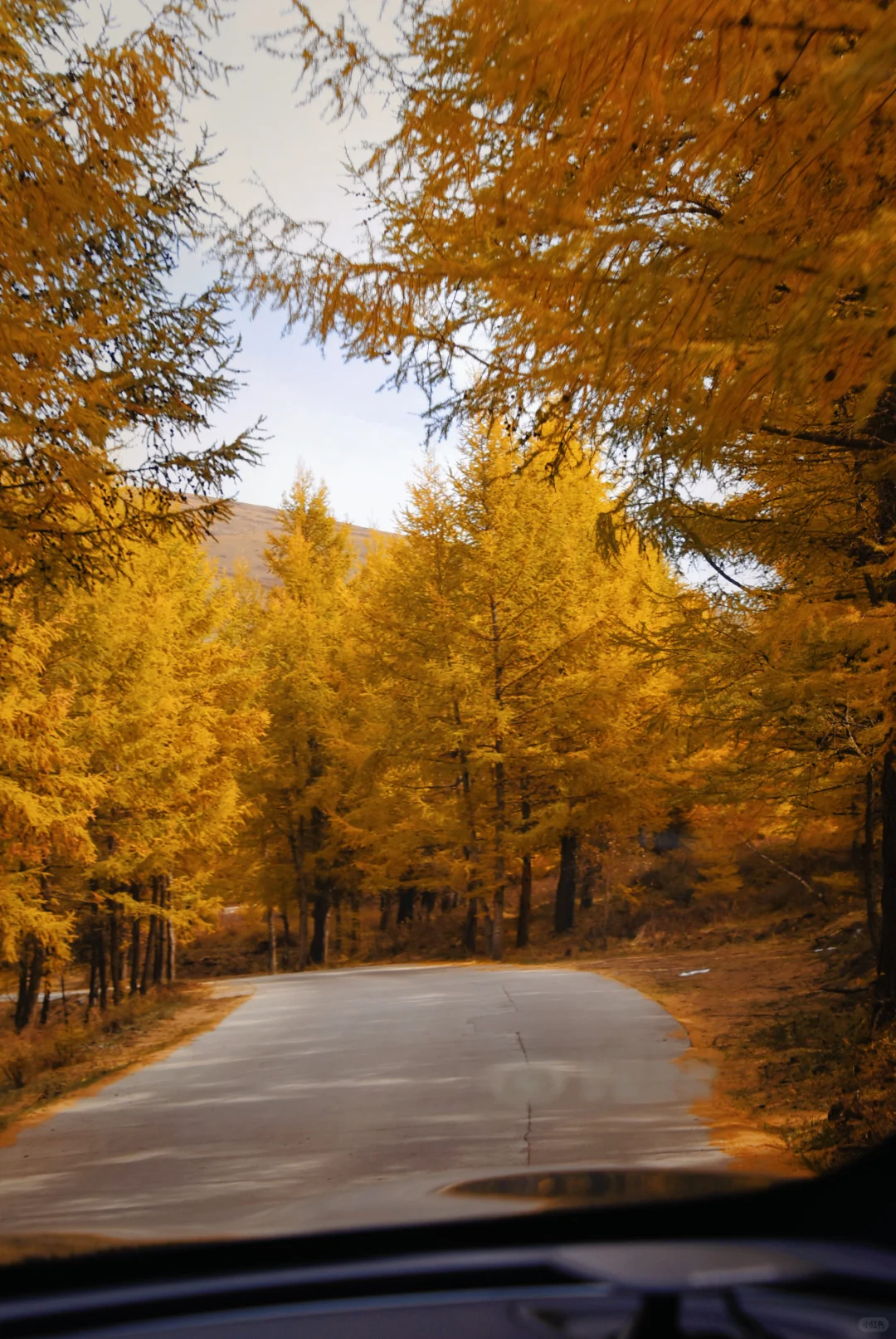 北京自驾|在承德找到了大兴安岭平替🍂