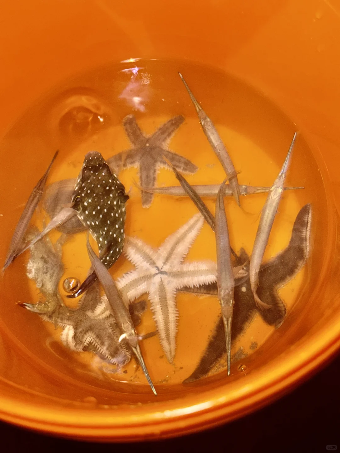 带娃三刷陵水，一点都不累！比迪士尼还好玩❗️