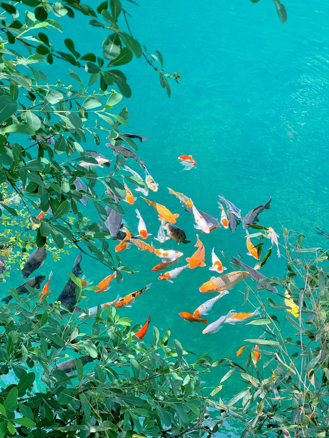 实拍Live ‼️小红书跟风最成功的一次