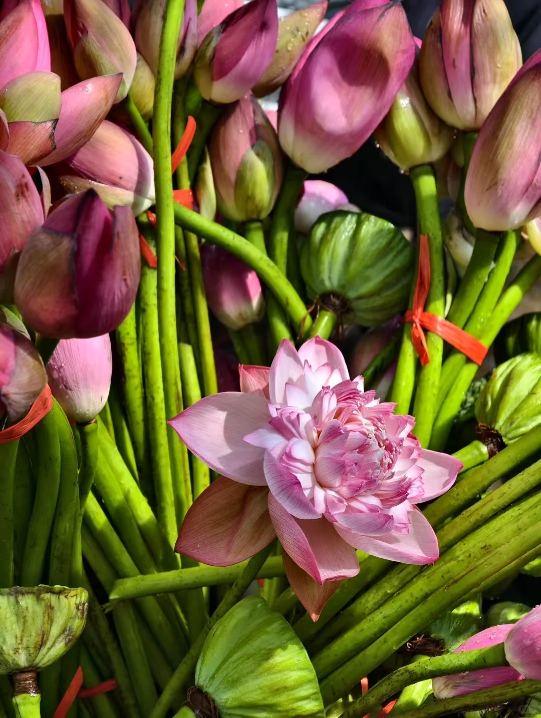 滴…济南趵突泉…