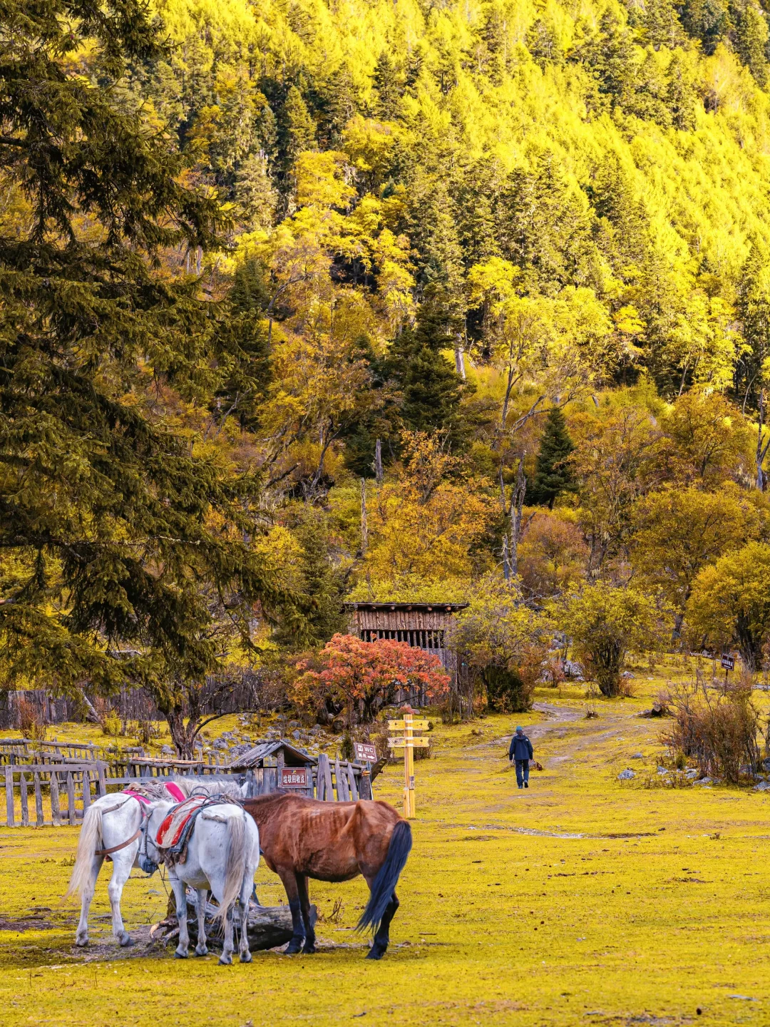 接下来的四姑娘山，是封神级别的秋景🍂