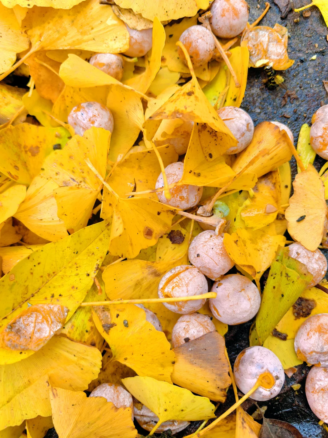 🌿 ‌武安十六沟：十一黄金周绿野仙踪秘