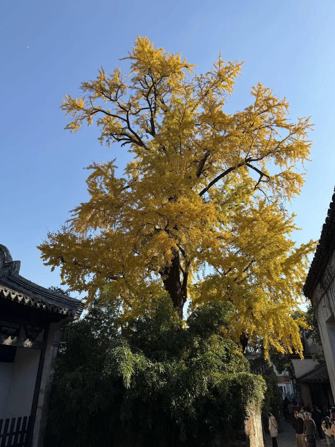 建议全文背诵！无锡最全秋日漫步地图大公开！