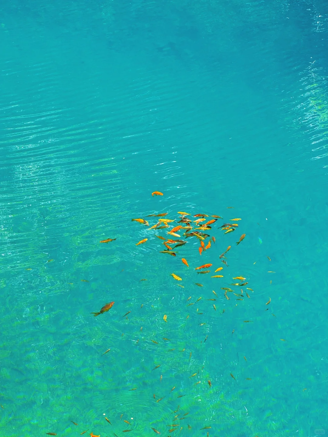 实拍Live ‼️小红书跟风最成功的一次