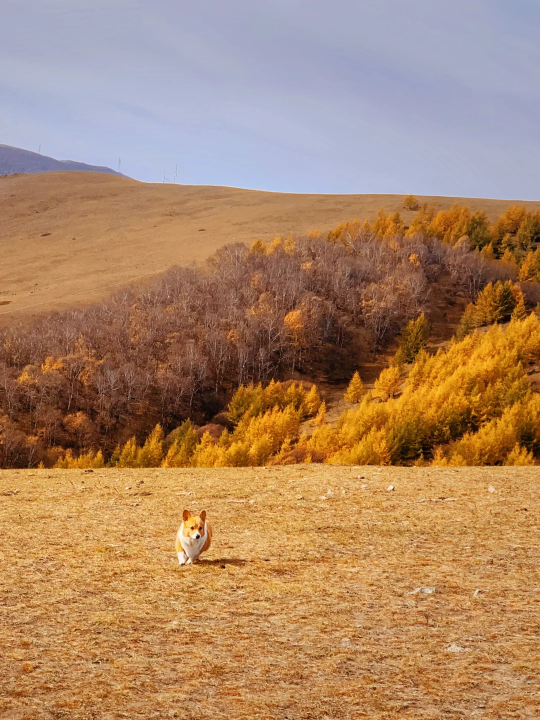 北京自驾|在承德找到了大兴安岭平替🍂