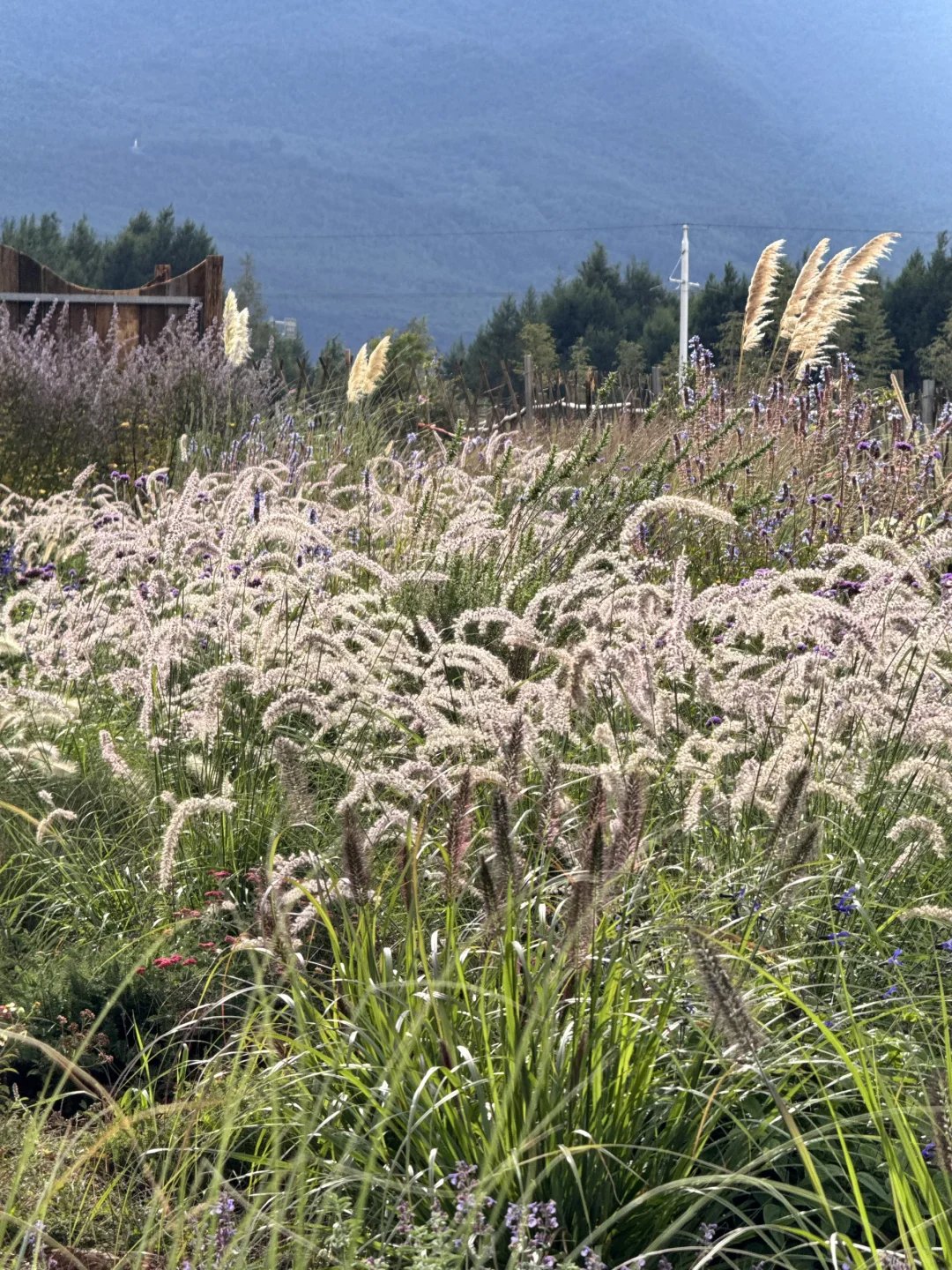 丽江一些漂亮值得去的店 live 实况（附攻略）