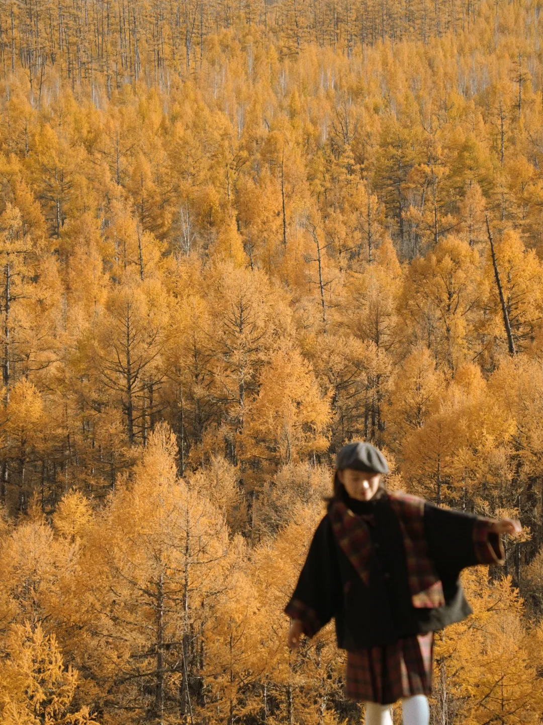 在呼伦贝尔见到了人生中最盛大的秋天🍂