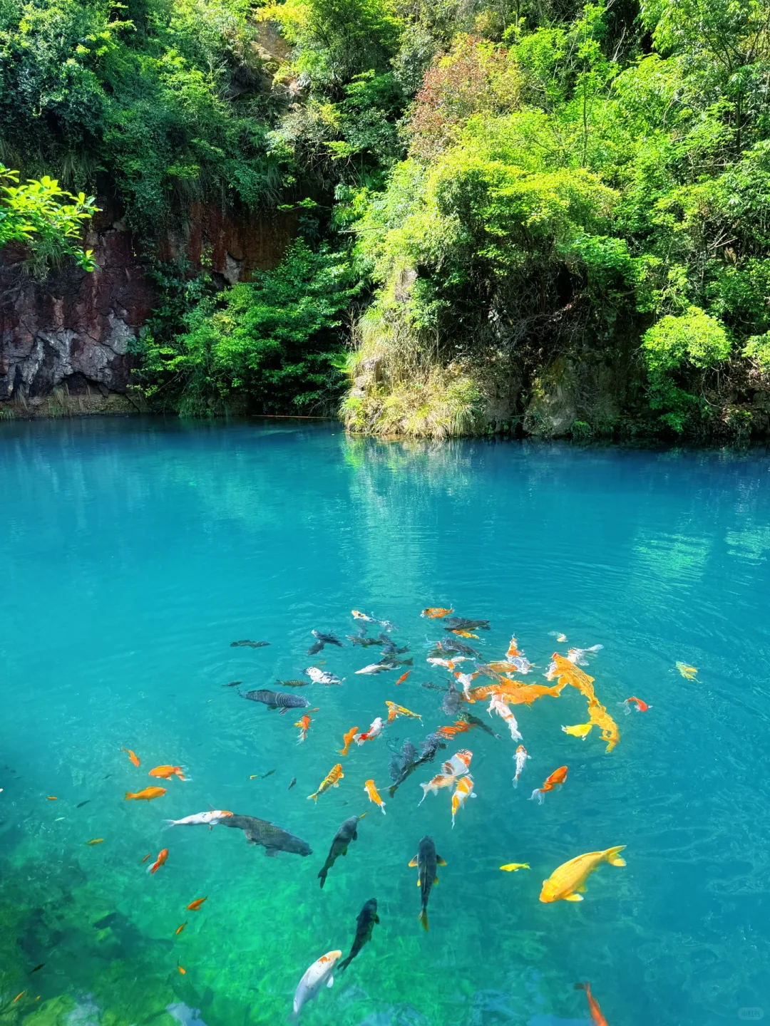 实拍Live ‼️小红书跟风最成功的一次