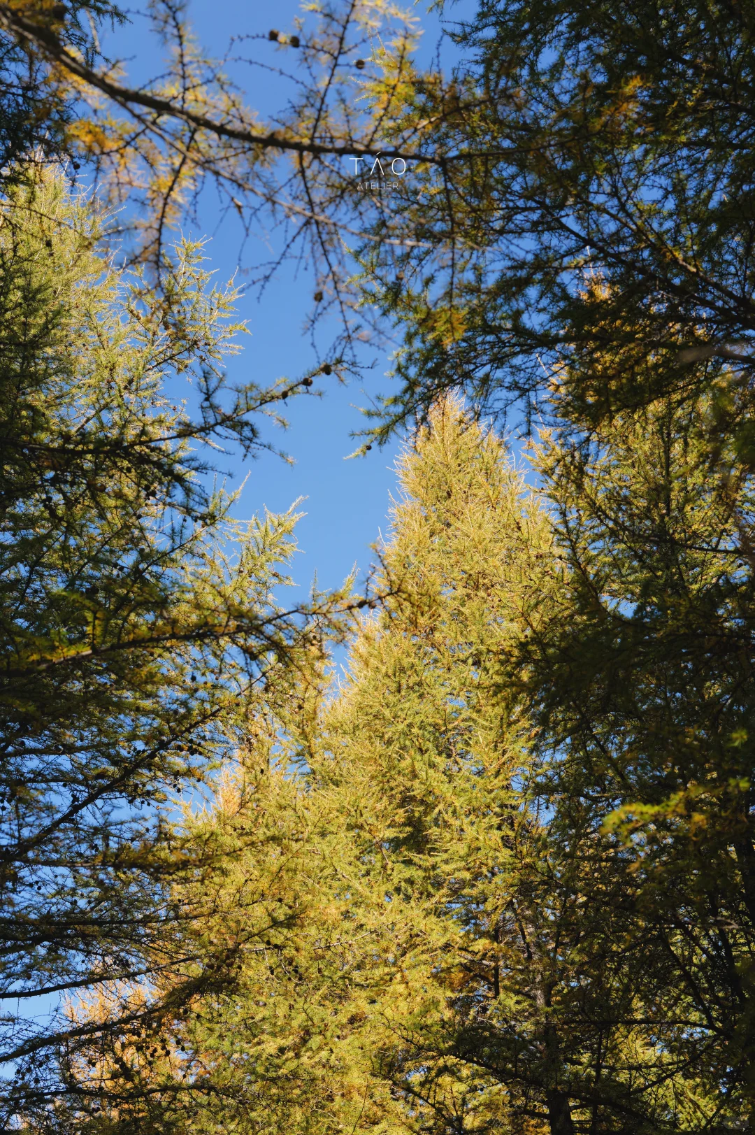 🍁崇礼六大赏秋秘境｜闯入金色童话世界
