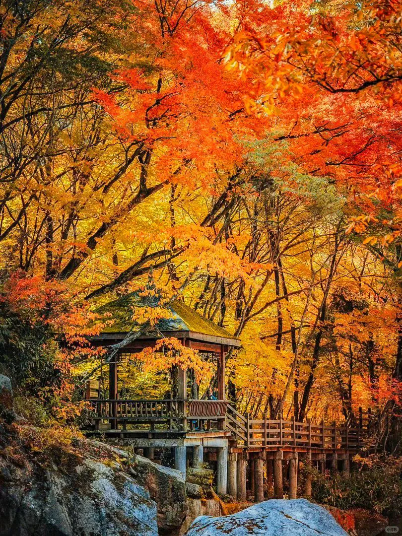 光雾山红叶🍁全攻略！看这一篇就够了