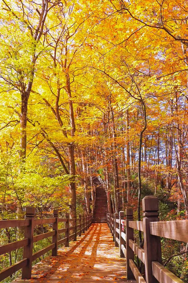 光雾山红叶🍁全攻略！看这一篇就够了