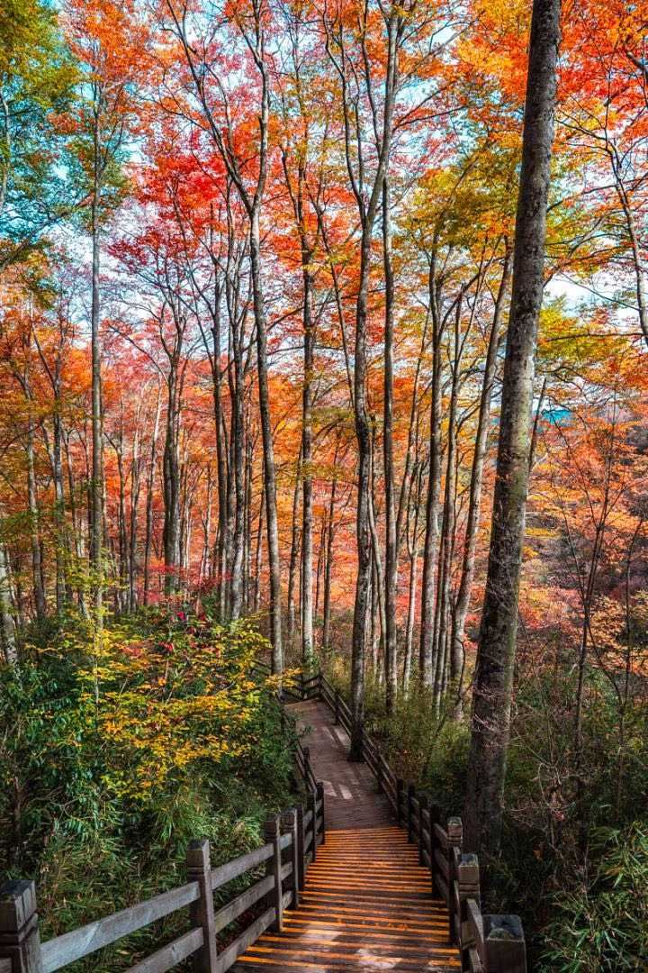 光雾山红叶🍁全攻略！看这一篇就够了