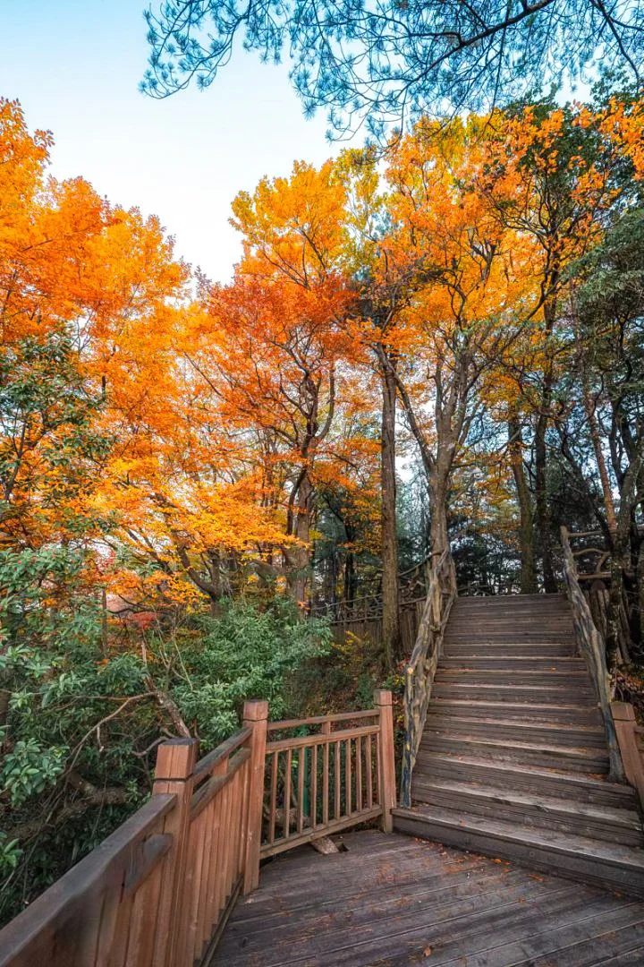 光雾山红叶🍁全攻略!看这一篇就够了