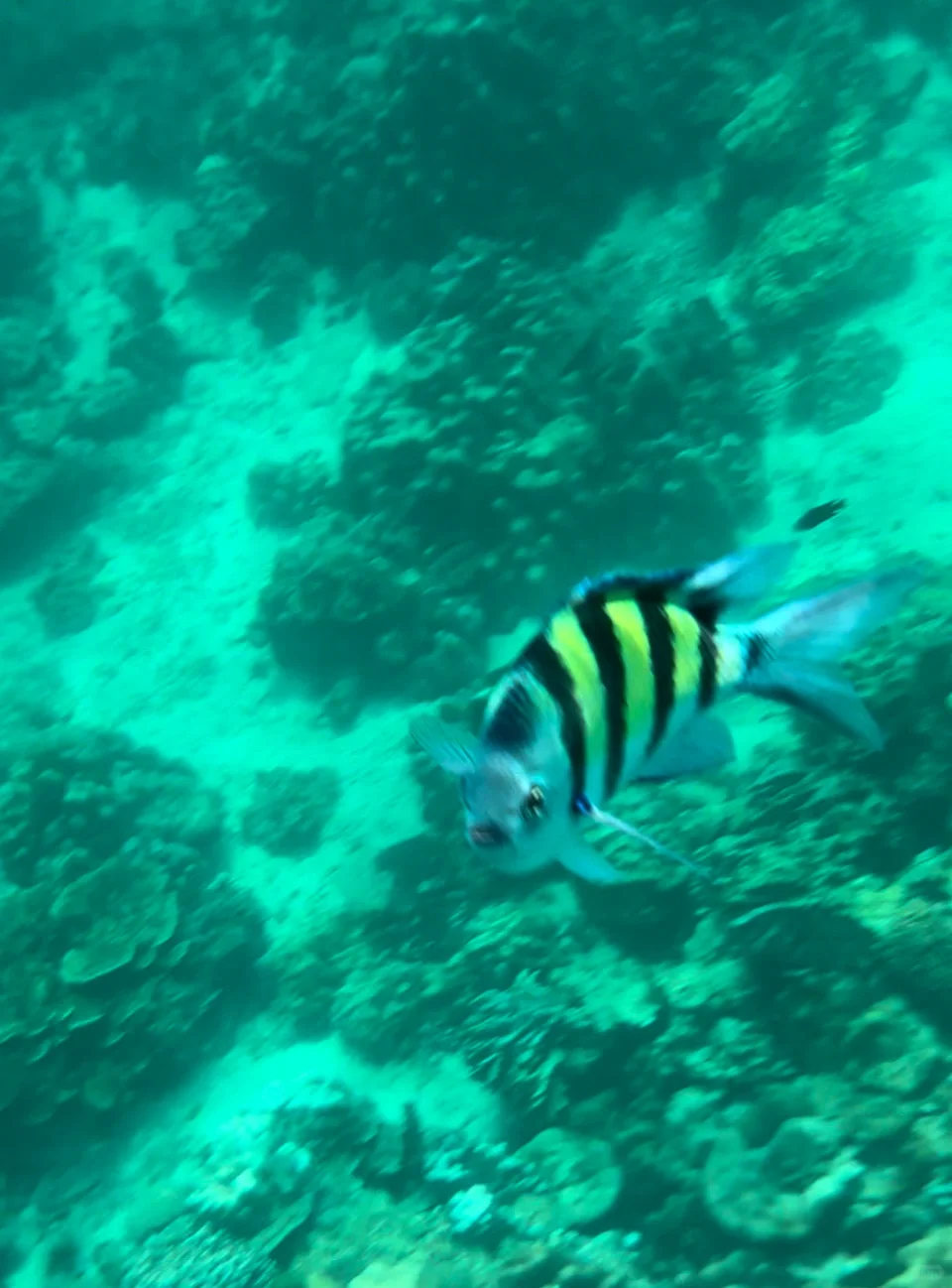 亲测对比斐济|仙本那|普吉岛