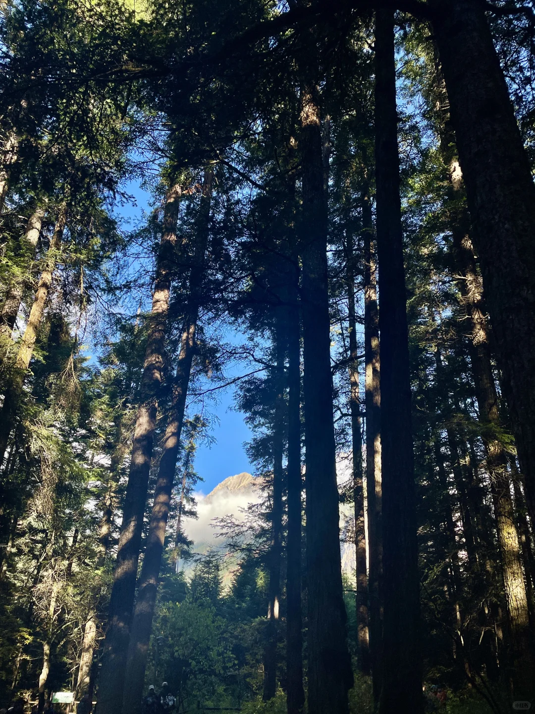 秋天的九寨沟，真的是绝美啊