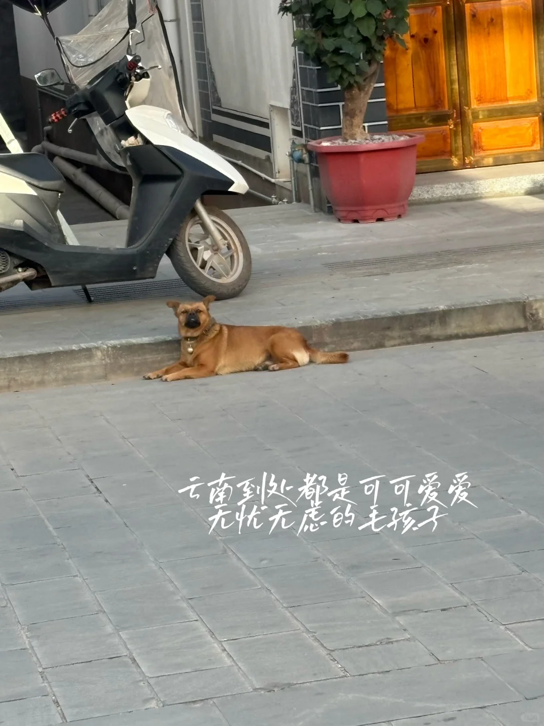 巍山 值得