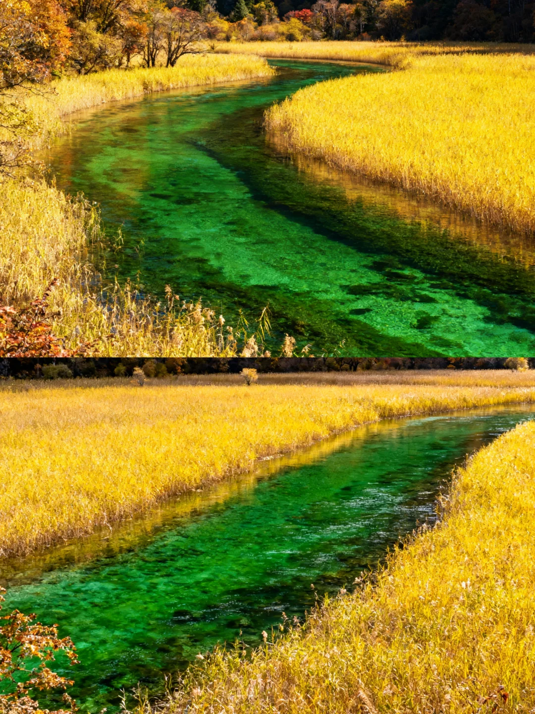九寨沟秋日限定路线‼️五彩斑斓机位分享