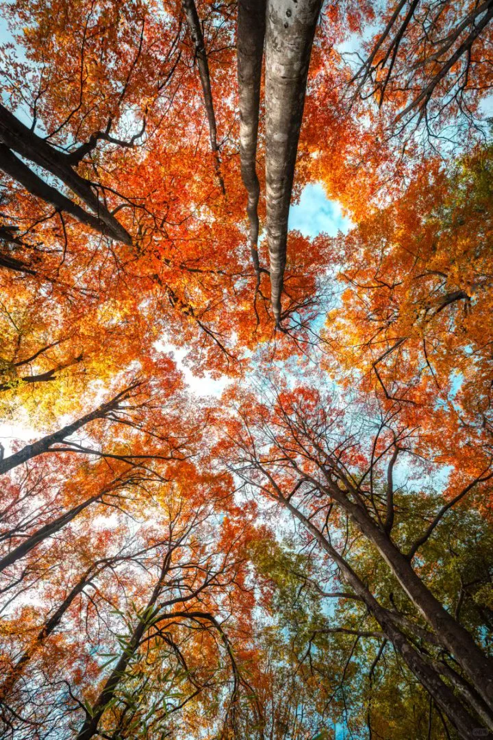 光雾山红叶🍁全攻略！看这一篇就够了