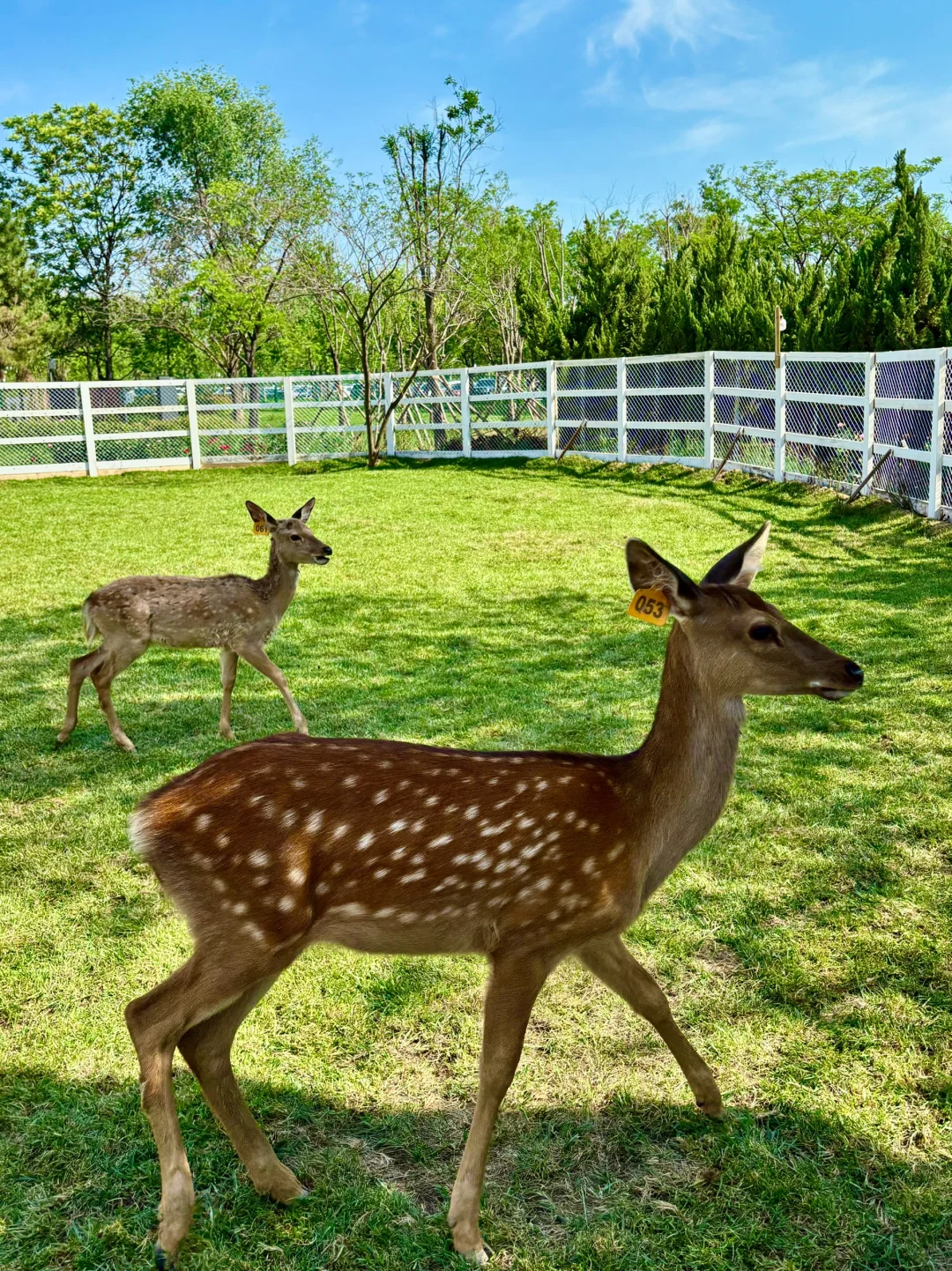 一站式遛娃宝藏地🏕——邯郸🦌鹿尔花园