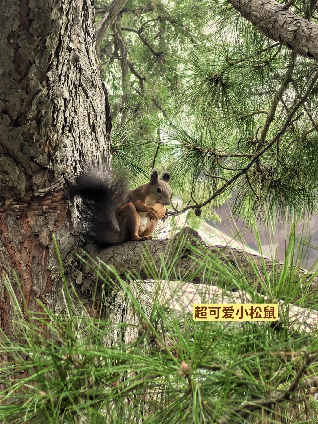 年度TOP1小众旅行地非他莫属🏆千年奉国寺