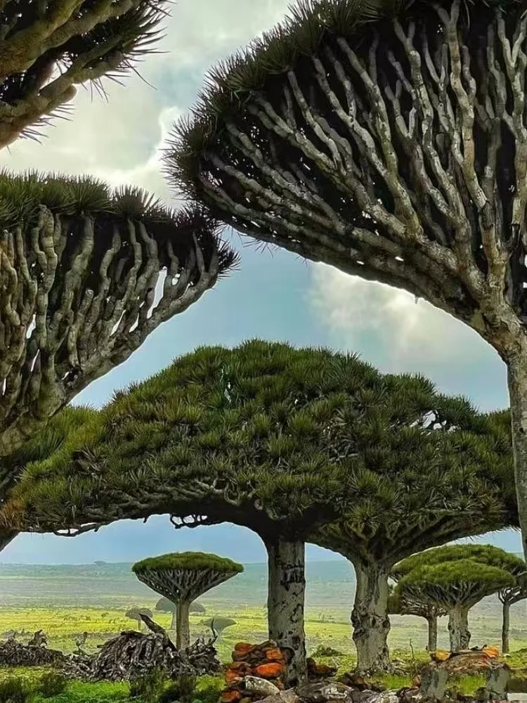 索科特拉群岛：地球上的外星世界