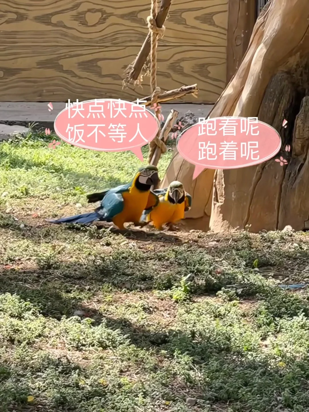 石家庄动物园｜这里开心就像呼吸一样简单‼️