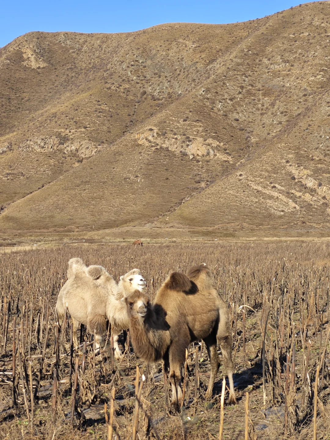 呼市周边赏秋这几个地方一定要去！！！