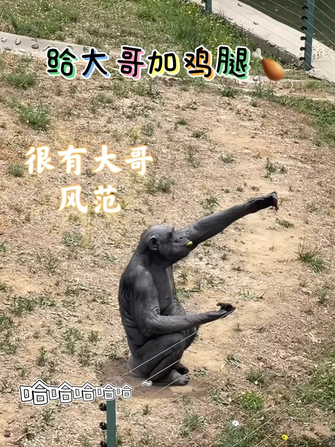 石家庄动物园｜这里开心就像呼吸一样简单‼️