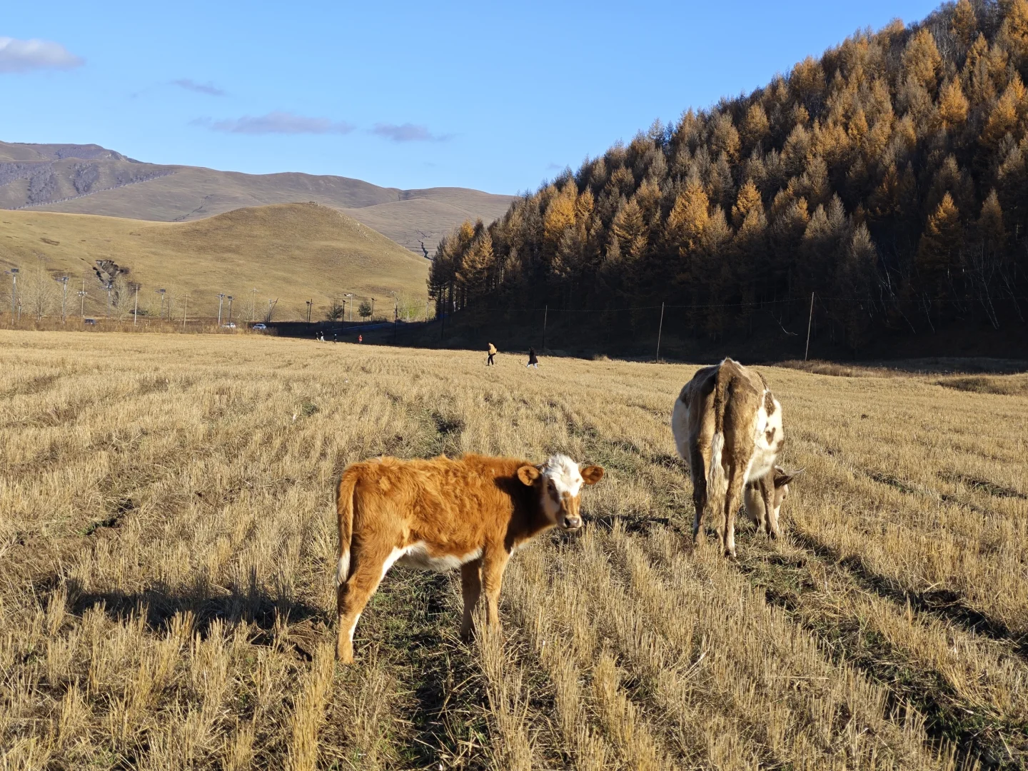 呼市周边赏秋这几个地方一定要去！！！