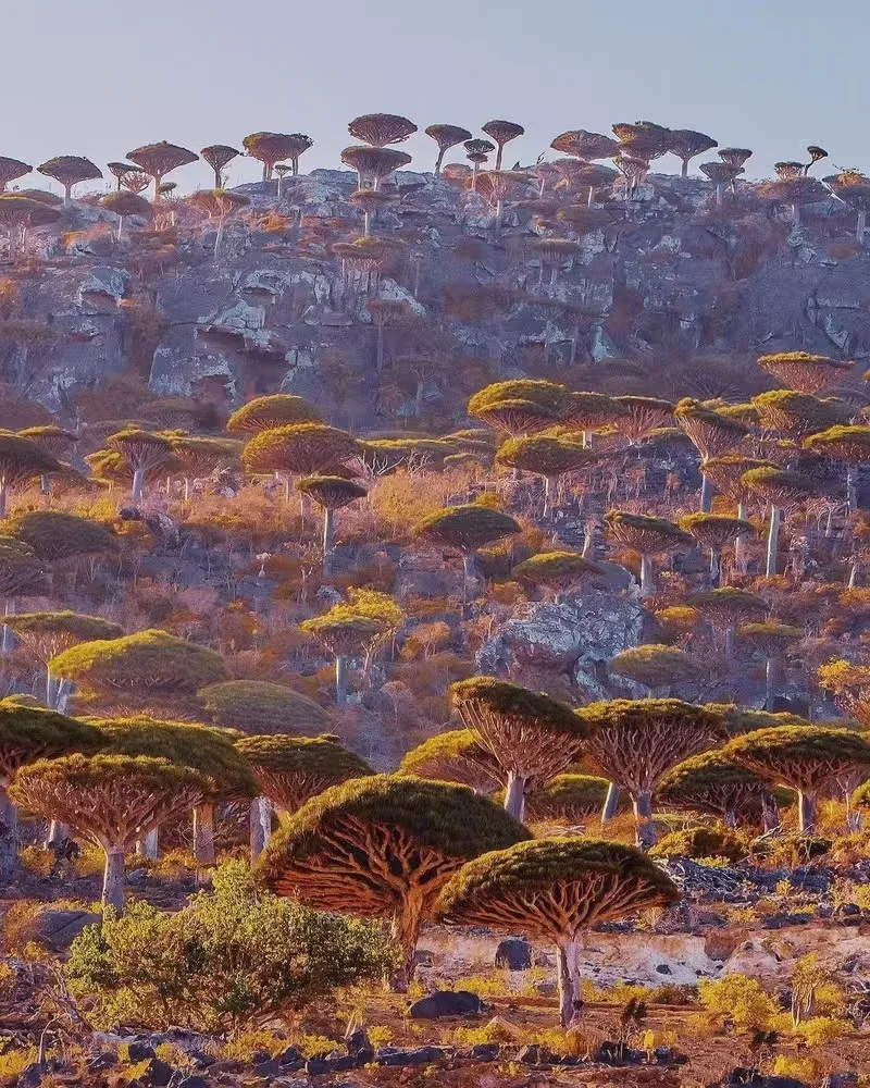 索科特拉群岛：地球上的外星世界