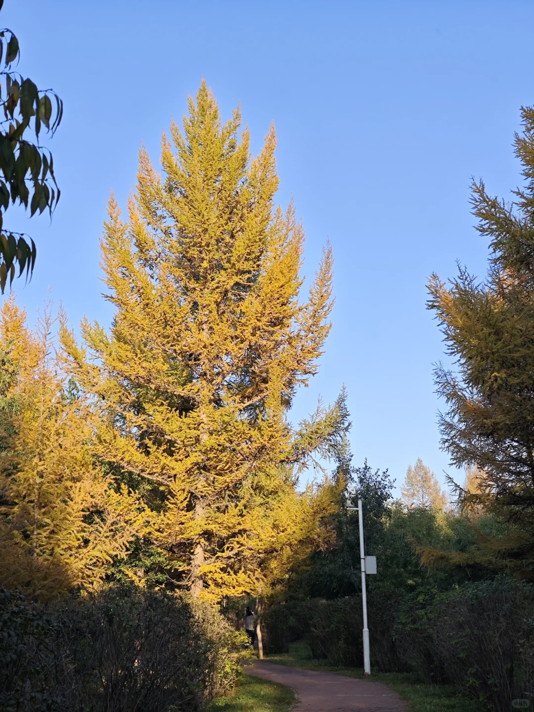 呼市周边赏秋这几个地方一定要去！！！