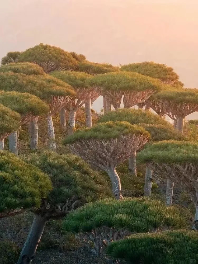 索科特拉群岛：地球上的外星世界