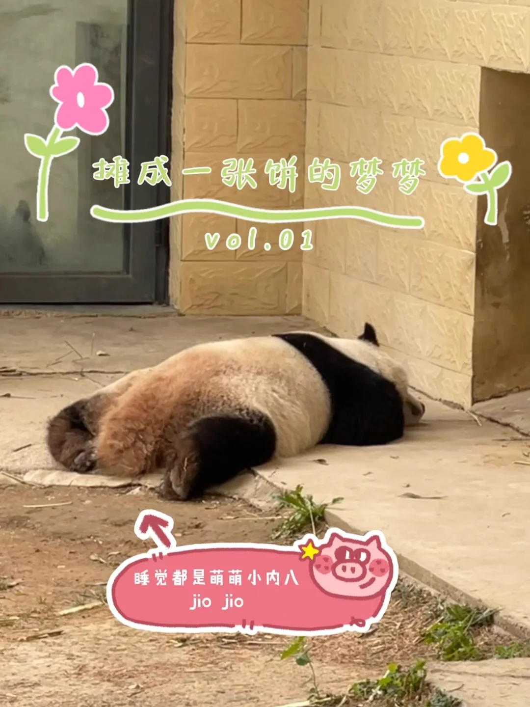 石家庄动物园｜这里开心就像呼吸一样简单‼️