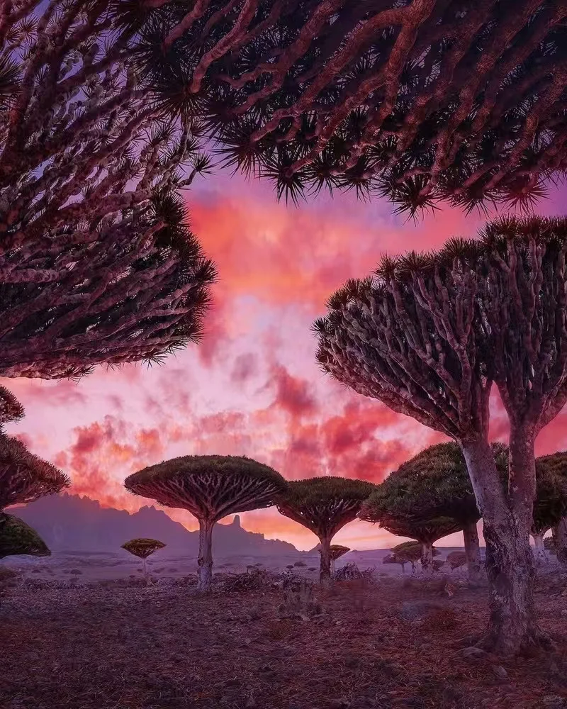 索科特拉群岛：地球上的外星世界