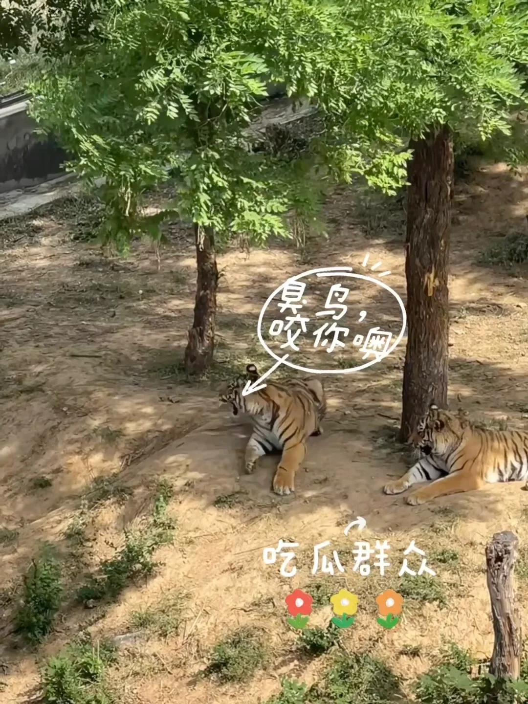 石家庄动物园｜这里开心就像呼吸一样简单‼️