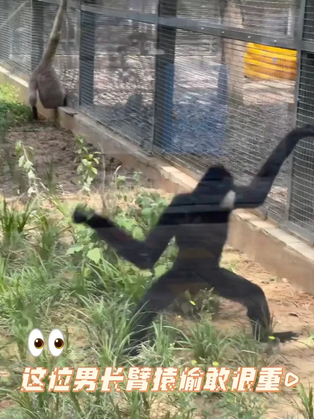 石家庄动物园｜这里开心就像呼吸一样简单‼️