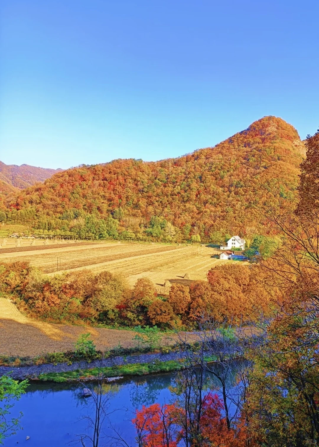 北京出发,这万山火红才是秋日绝色