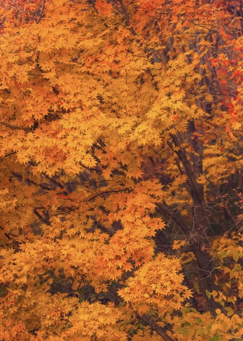 北京出发,这万山火红才是秋日绝色