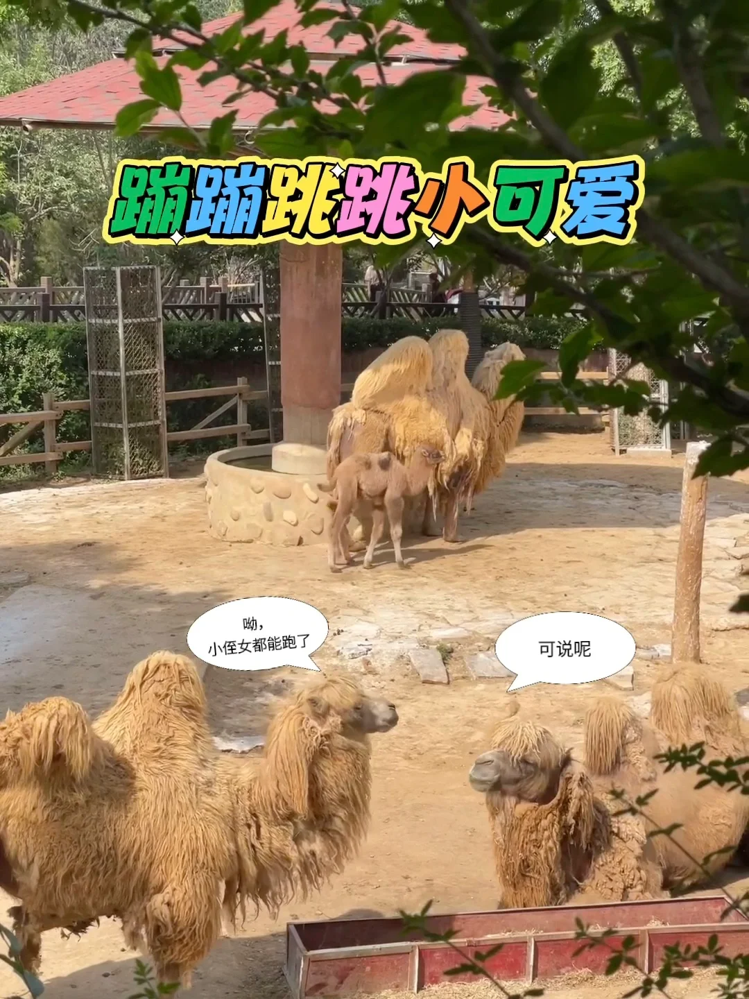 石家庄动物园｜这里开心就像呼吸一样简单‼️