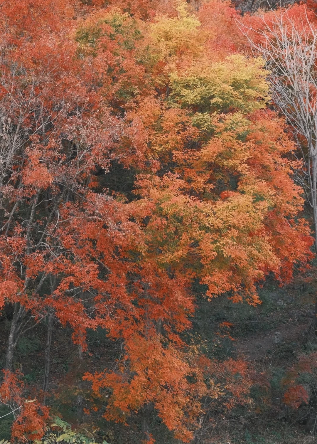 北京出发,这万山火红才是秋日绝色